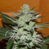 Desconocida Kush Regulérní