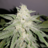 gelato-auto-2