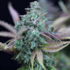 Strawberry Cheesecake Auto Feminizovaná