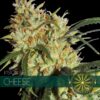vision-seeds-cheese-500×500-1