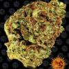 Watermelon Zkittlez Auto Feminizovaná