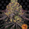 Watermelon Zkittlez Feminizovaná