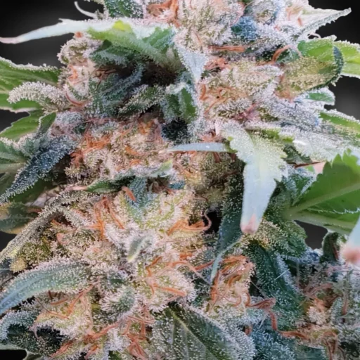 Semena marihuany Dream CBD Feminizovaná (CBDream™)