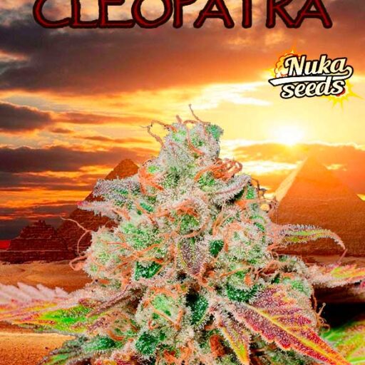 Semena marihuany Cleopatra Feminizovaná