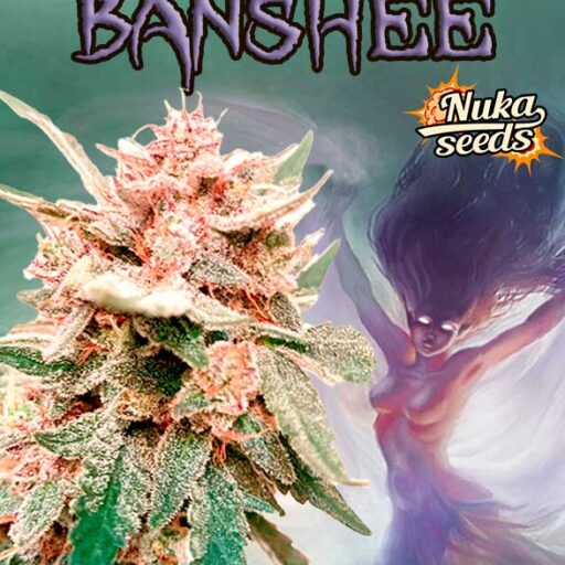 Semena marihuany Banshee Auto Feminizovaná