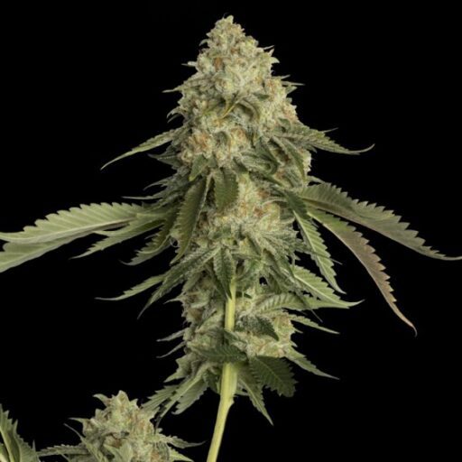 Semena marihuany Golden Berry Feminizovaná