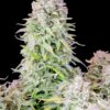Original Afghan Kush Auto Feminizovaná