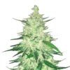 CBD 1:1  Auto Feminizovaná (formerly Crack CBD Auto)