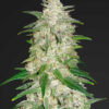 Gelato Auto Feminizovaná