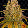 Lemon Tree Feminizovaná-1 Seed