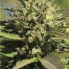 OG Kush Feminizovaná