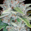 Skywalker Kush Feminizovaná