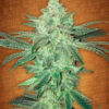 Stardawg Auto Feminizovaná