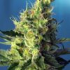 Sweet Pure CBD Feminizovaná