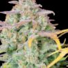 trainwreck-auto-2