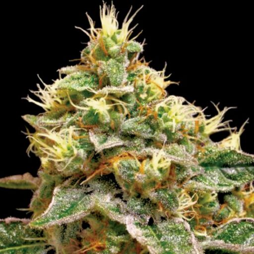 Semena marihuany Confidential Cheese Feminizovaná
