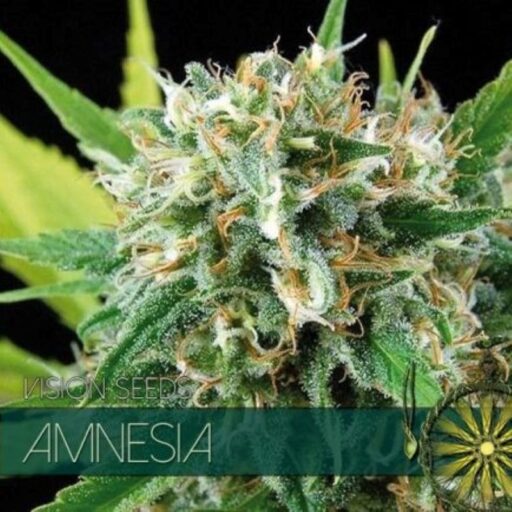 Semena marihuany Amnesia Feminizovaná