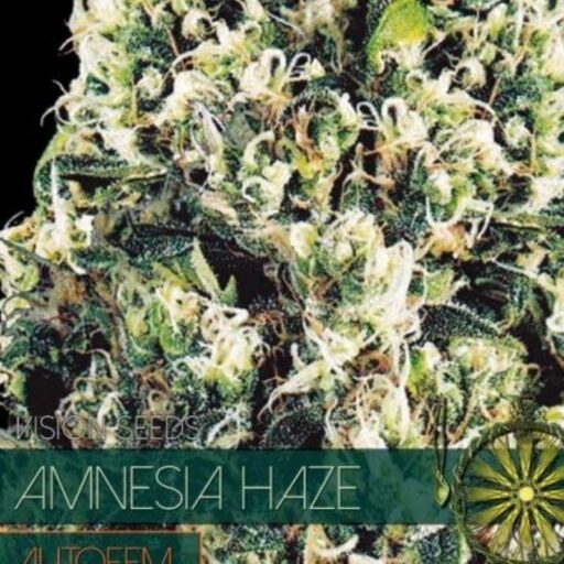 Semena marihuany Amnesia Haze Auto Feminizovaná