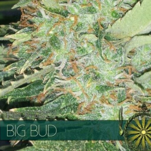 Semena marihuany Big Bud Feminizovaná