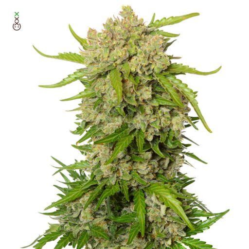 Semena marihuany Blue Amnesia Auto Feminizovaná