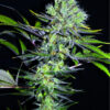 Sweet 'n' Sour Widow CBD Regulérní