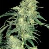 Hindu Kush Regulérní