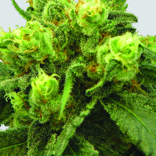 Semena marihuany Big Bud Regulérní