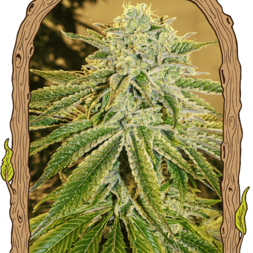 Semena marihuany White Banana Auto Feminizovaná