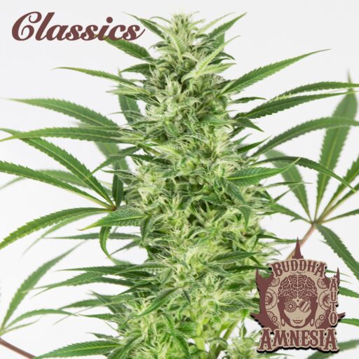 Semena marihuany Buddha Classics Amnesia Auto Feminizovaná