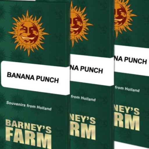 Semena marihuany Banana Punch Feminizovaná