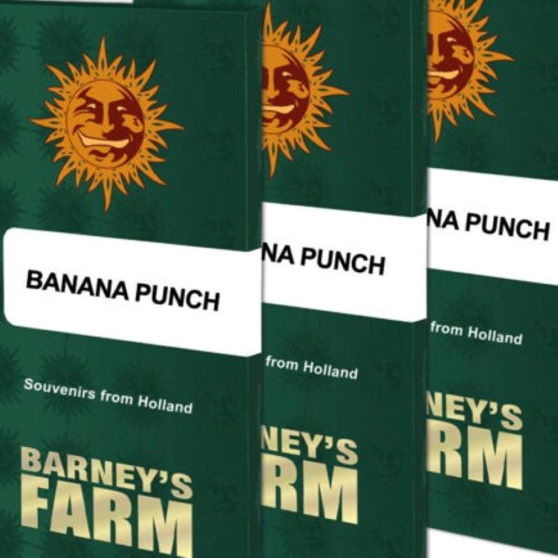 Banana Punch Feminizovaná