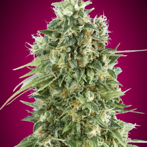 Semena marihuany Bubble Gum CBD Feminizovaná