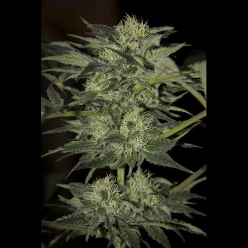 auto-blue-from-seedsman