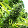 bannana-sapphire-2