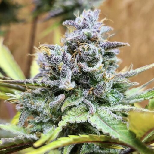 Semena marihuany Girl Scout Cookies Auto Feminizovaná