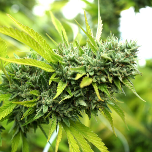 Konopná semena, semínka marihuany | Ganjaseeds.cz