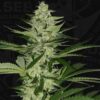 Melonsicle 710 Special Feminizovaná +1 FREE Seed