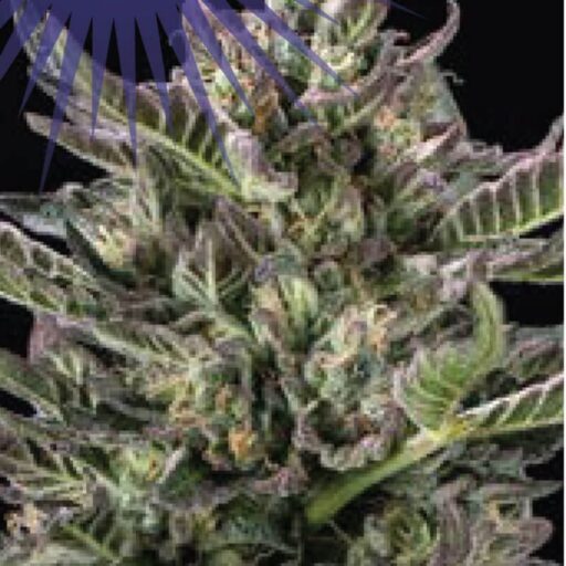 Notorious THC Feminizovaná