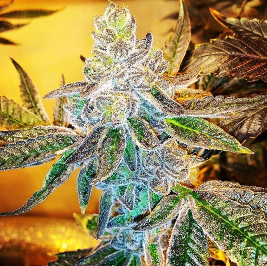 PCG Cookies x Watermelon Zkittlez Feminizovaná