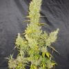 Zamaldelica Regulérní - Breeders Pack