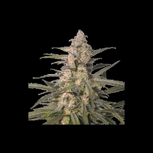 Northern Dragon Fuel Auto Feminizovaná - 3