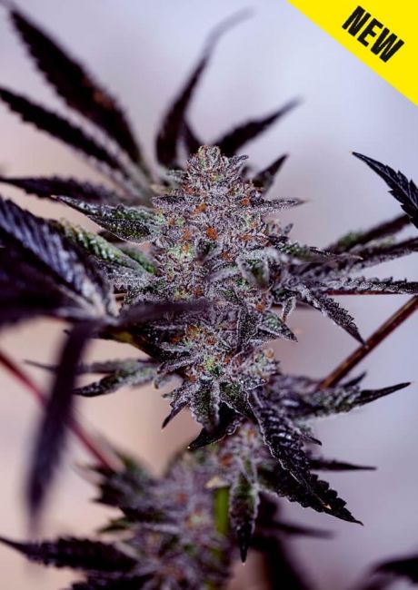 Purple Cherry Auto Feminizovaná - 1