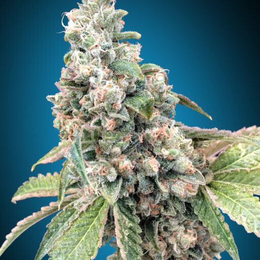 Harlequin CBD Feminizovaná - 3