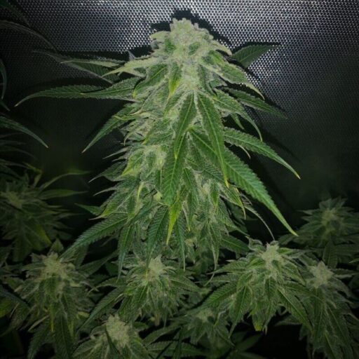 Pure CBG Feminizovaná - 25
