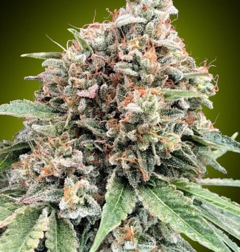 Sweet Critical 2.0 Feminizovaná - 3
