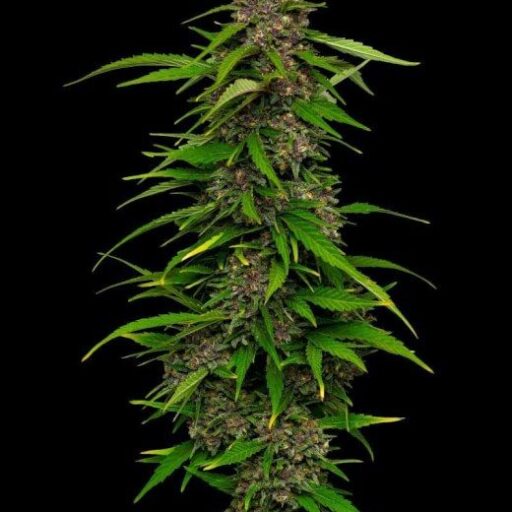 Squirt Auto Feminizovaná - 5