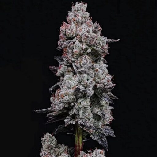 Semena marihuany Lemon Cherry Gelato RF3 Auto Feminizovaná