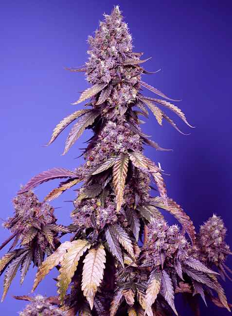 Black Muffin F1 FAST Feminizovaná