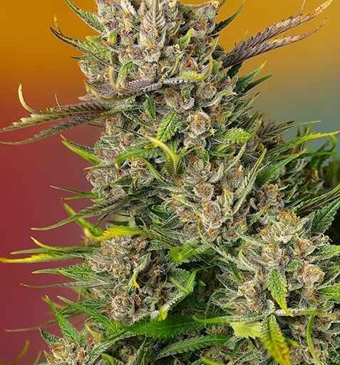 Semena marihuany Papaya Zoap Auto Feminizovaná