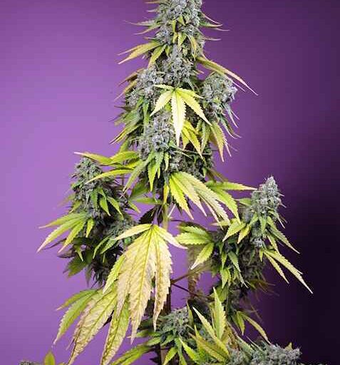 Semena marihuany Jet Fuel Mandarine XL Auto Feminizovaná